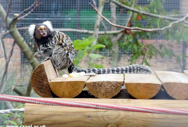Marmosettes