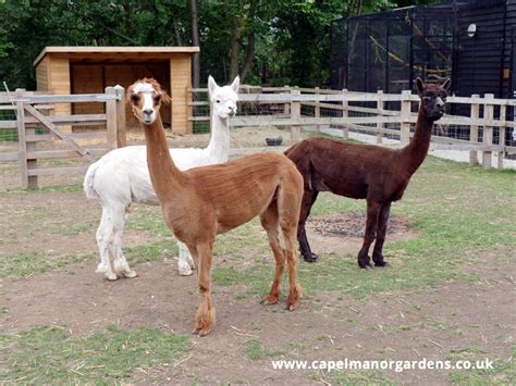 Alpacas