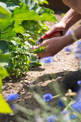 RHS Level 2 Certificate in the Principles of Practical Horticulture